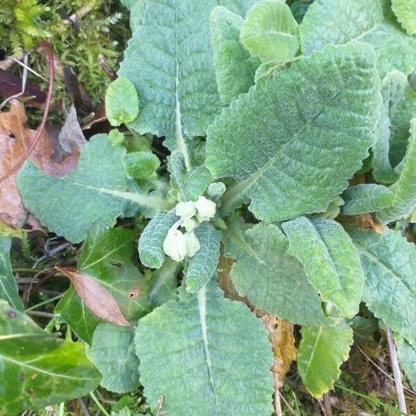 Primula veris Blad