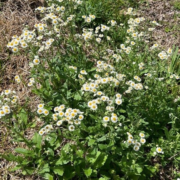 Erigeron strigosus ശീലം