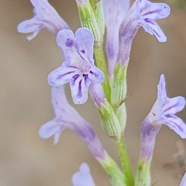 Lavandula coronopifolia Flower