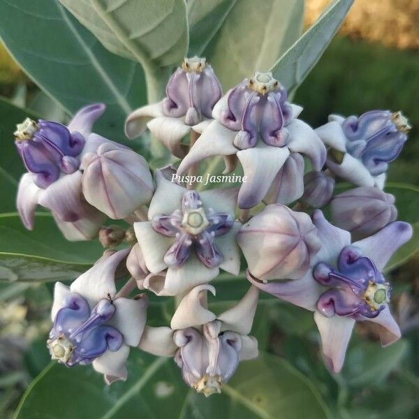 Calotropis gigantea Flower