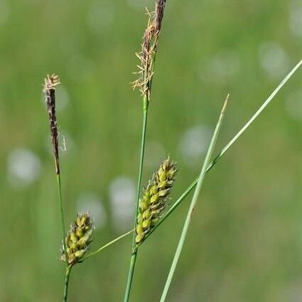 Carex lasiocarpa 花