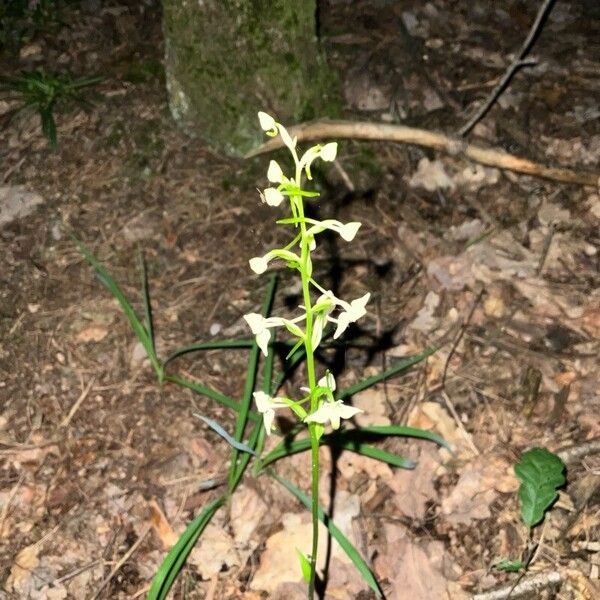 Platanthera chlorantha Kukka