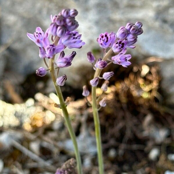 Prospero autumnale Blomst