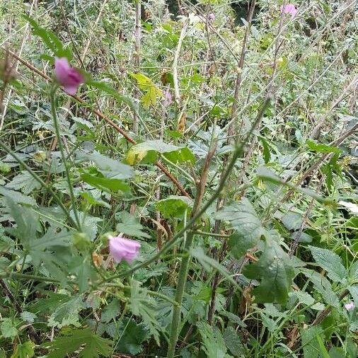 Malva alcea عادت