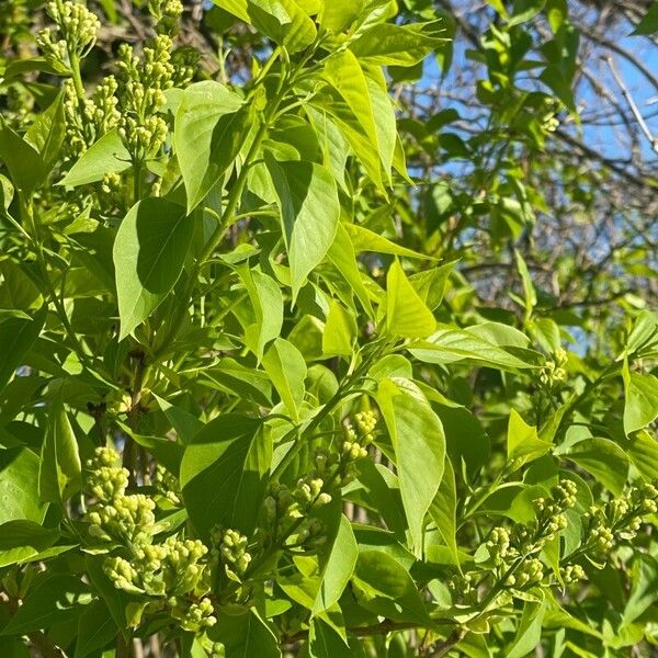 Celastrus scandens Květ