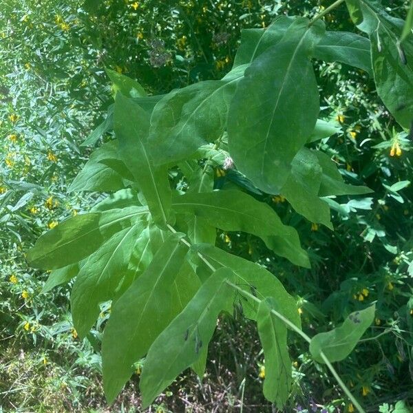 Prenanthes purpurea पत्ता