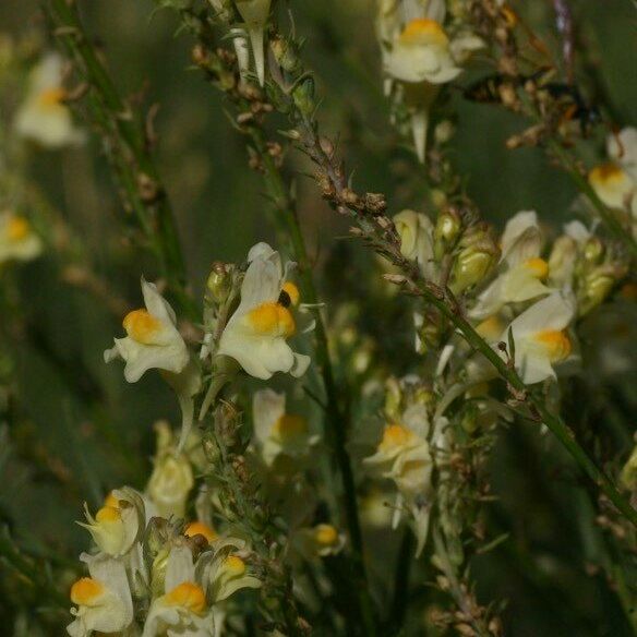 Linaria × sepium Хабит