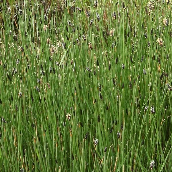 Eleocharis uniglumis Flower