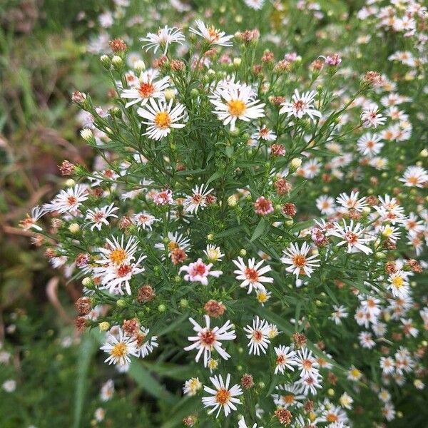 Symphyotrichum lanceolatum Blodyn