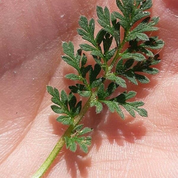 Erodium cicutarium Hoja