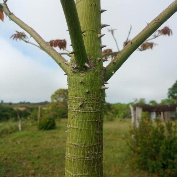 Ceiba pentandra Kabuk