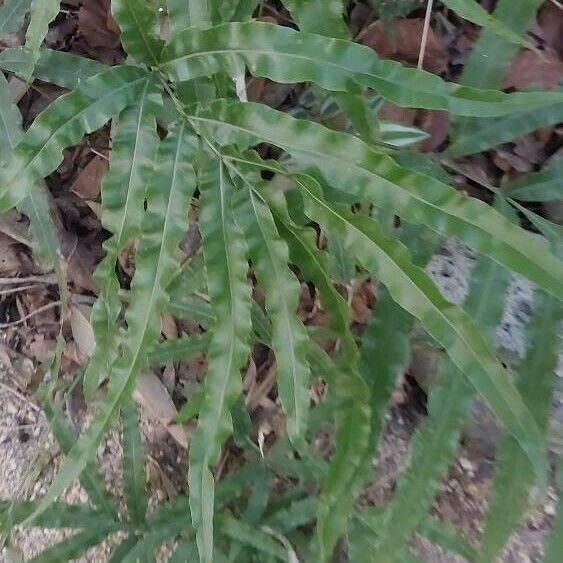 Pteris cretica পাতা