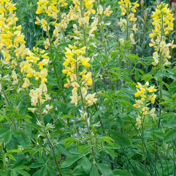 Thermopsis lanceolata Kwiat