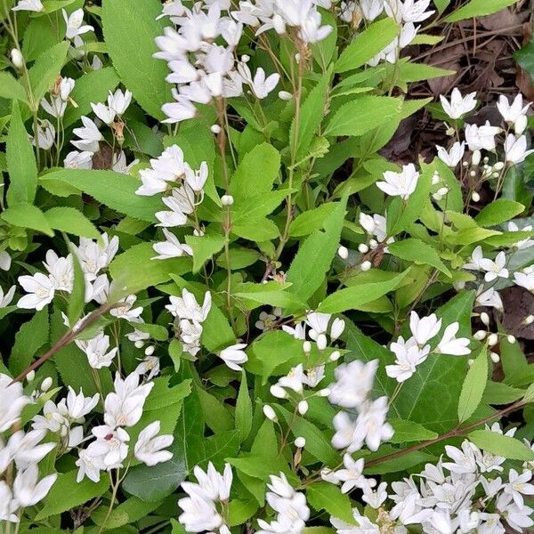 Deutzia crenata Folha