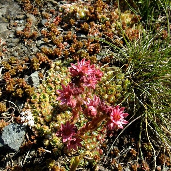 Sempervivum arachnoideum Annet