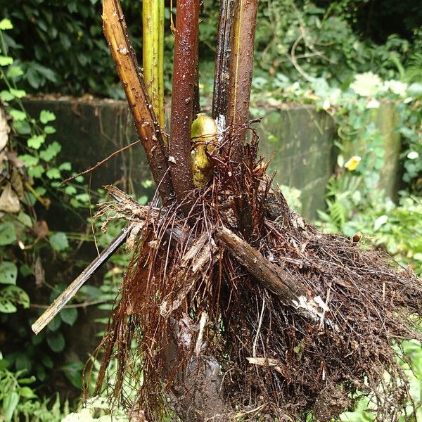 Pteris tripartita Beste bat