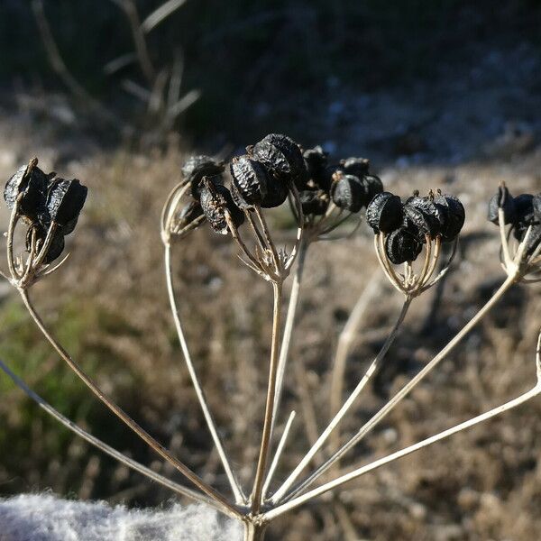 Smyrnium olusatrum 果実