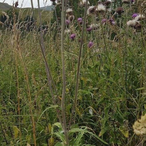 Cirsium heterophyllum Flower