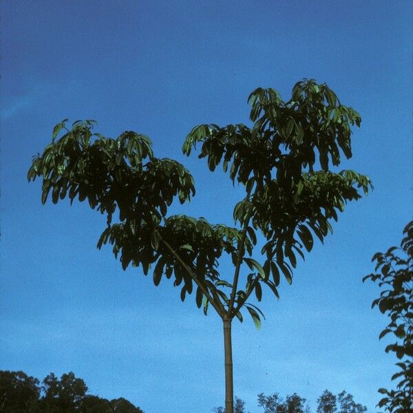 Alstonia macrophylla Habitus