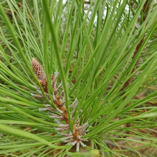 Pinus pinaster Hoja