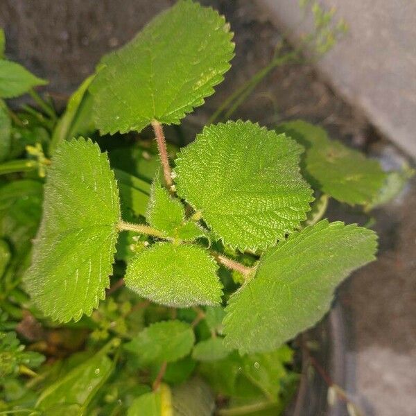 Acalypha californica Feuille