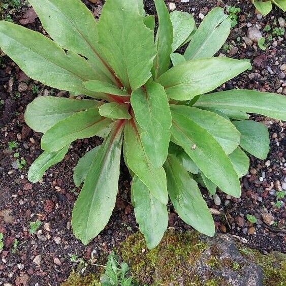 Primula clevelandii Blad