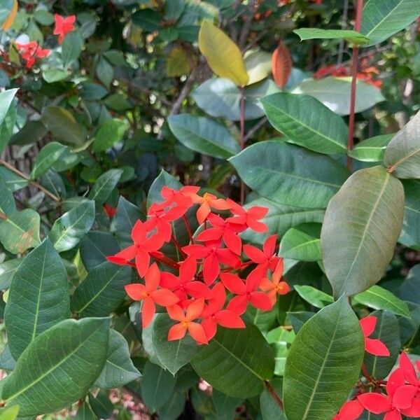 Ixora coccinea Leaf