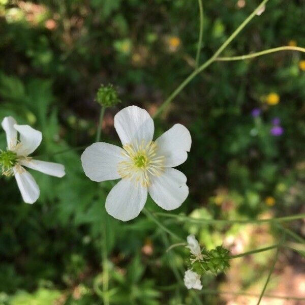 Ranunculus platanifolius Flower