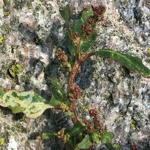 Oxybasis glauca Blomst