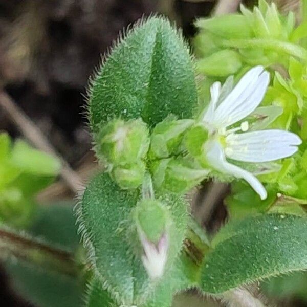 Cerastium semidecandrum Fuelha