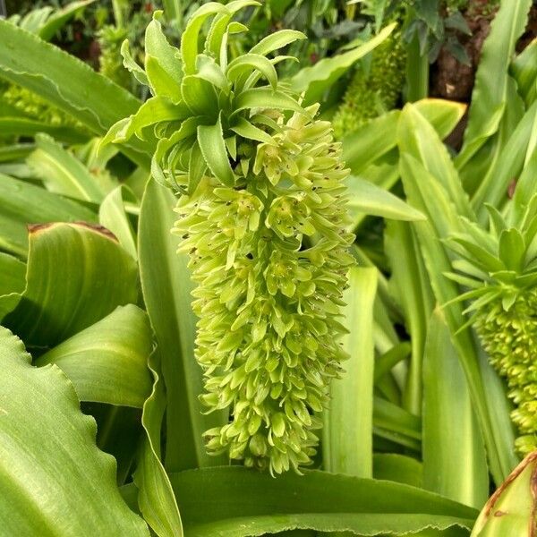 Eucomis autumnalis 花