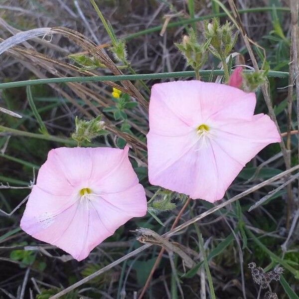 Convolvulus cantabrica 花