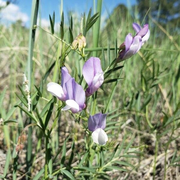 Vicia americana Květ