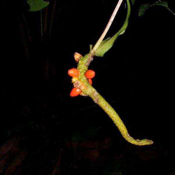 Anthurium flexile