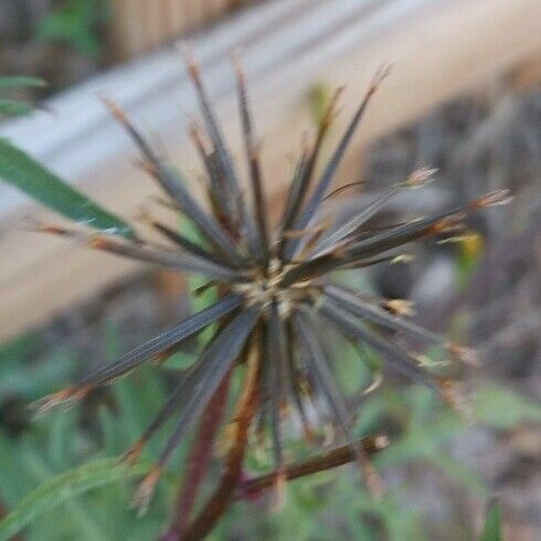 Bidens bipinnata Fruct