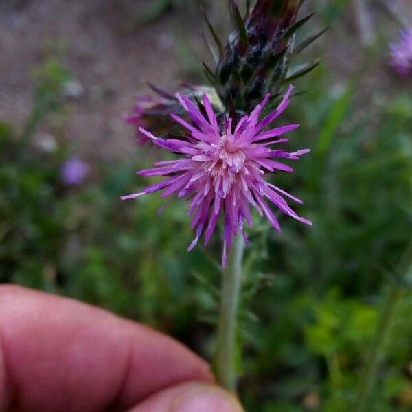 Carduus pycnocephalus Blüte