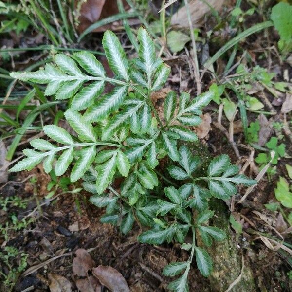 Pteris ensiformis Blad