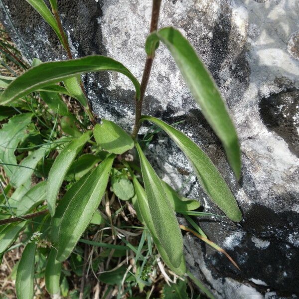 Buphthalmum salicifolium Leaf