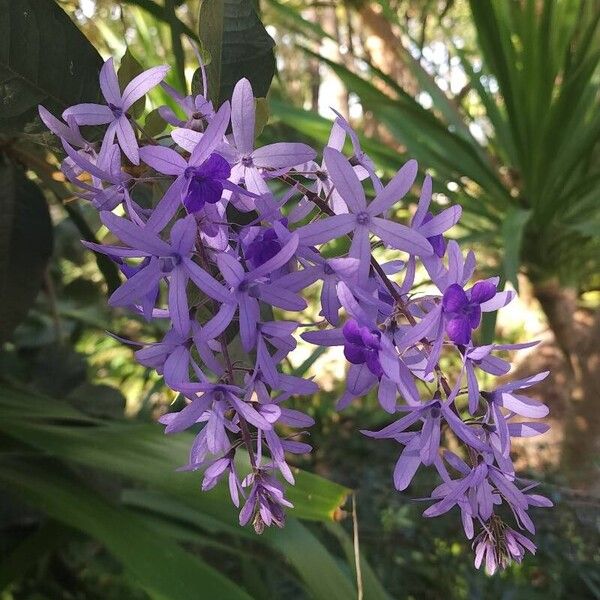 Petrea volubilis Цветок