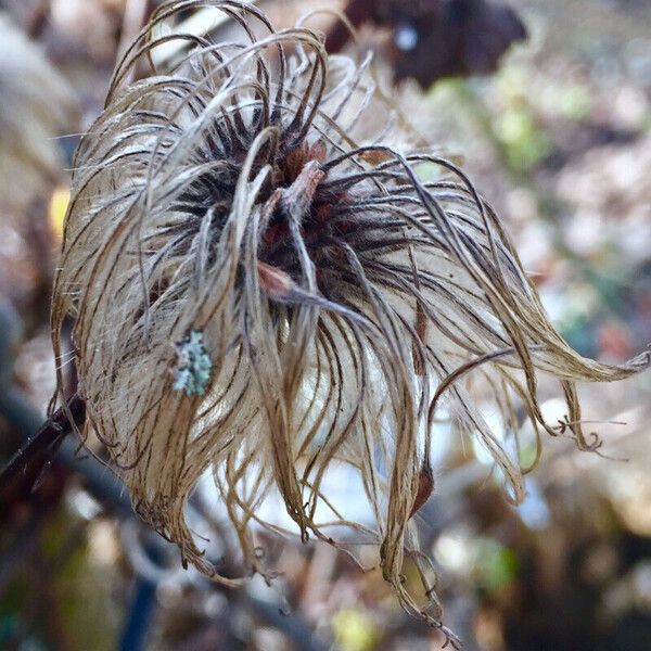 Clematis tangutica Vrucht