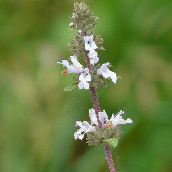 Salvia mellifera Λουλούδι