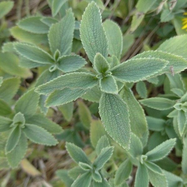 Marrubium peregrinum List