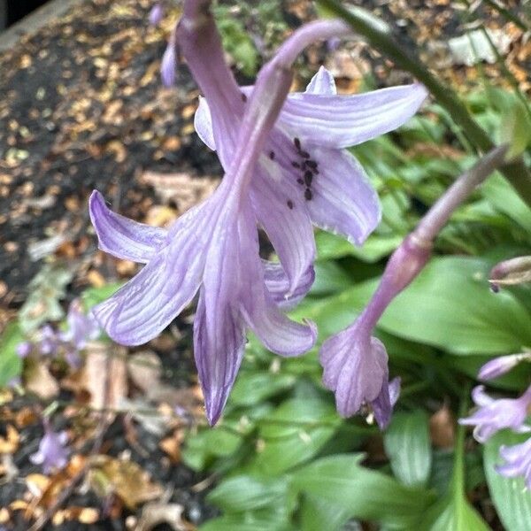 Hosta lancifolia Flower