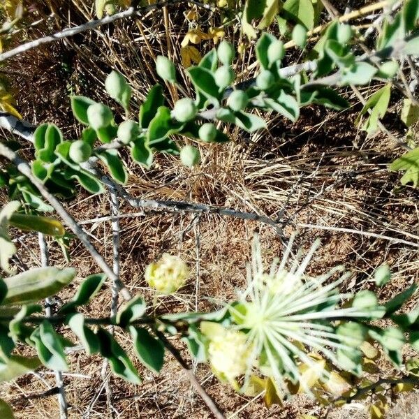 Maerua decumbens Leaf