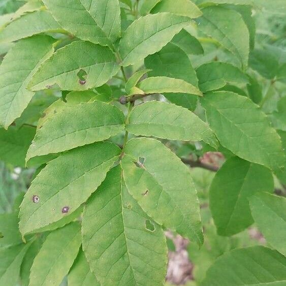 Fraxinus lanuginosa 叶