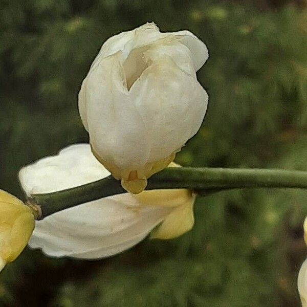 Citrus trifoliata Floare