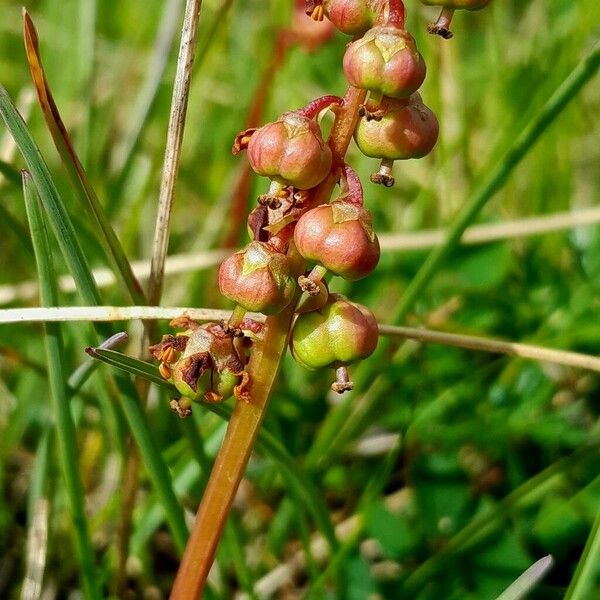 Pyrola minor Corteccia