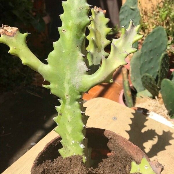 Euphorbia lactea Blad