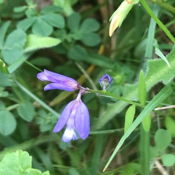 Polygala vulgaris Blodyn