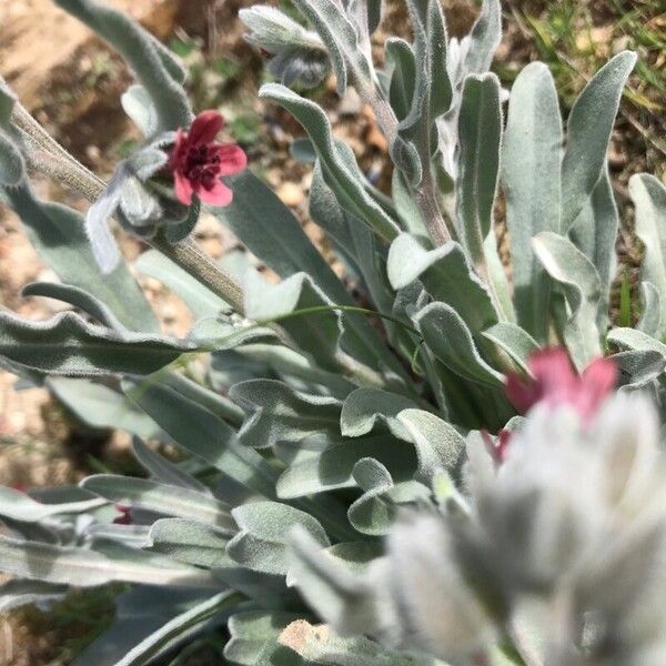 Pardoglossum cheirifolium Žiedas